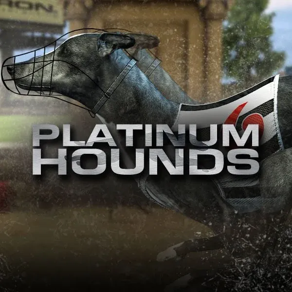 Windhunde | Marvel Casino SK